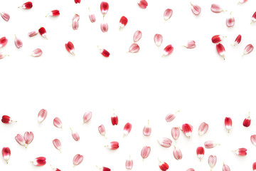 Red Petals On White Background