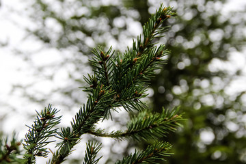 branch of a pine