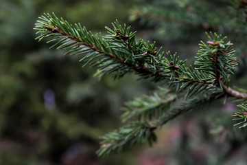 European spruce