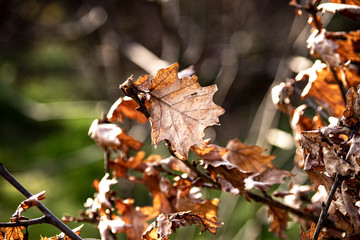 Dry Leaves in Sighthill Park, Edinburgh, Scotland