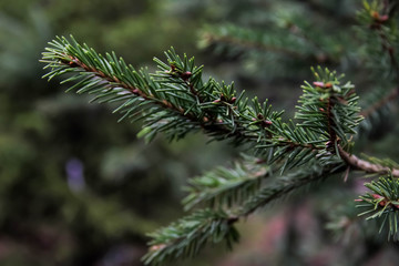 Norway spruce