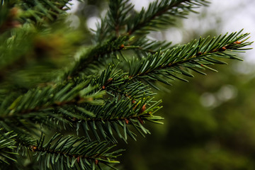 Picea abies