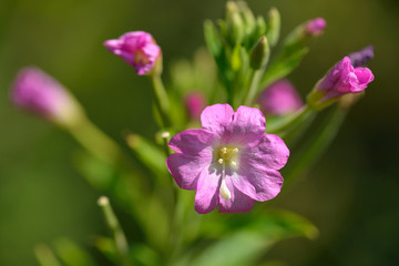 Blüten des Zottigen Weidenröschen  (Epilobium hirsutum)