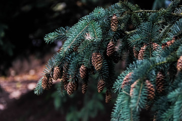 Picea glauca