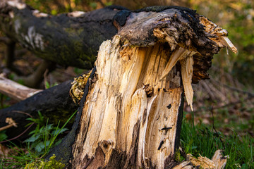 Cracked Tree in the Woodland, Edinburgh