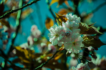 Green, Pink and White Flowers in Edinburgh