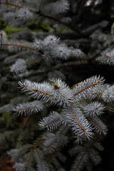 fir tree branches