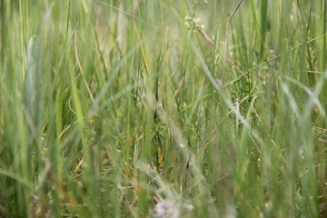 grass in the wind