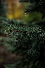 Picea pungens 'Glauca'