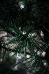 Pinus sibirica, Siberian cedar, Sibirsky kedr