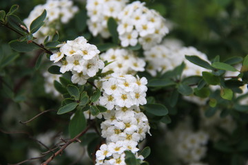 apple tree flowers