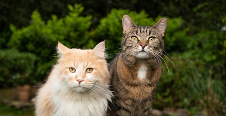 Naklejka na ściany i meble two different breeds of cats side by side outdoors in the garden. maine coon longhair cat on the left and shorthair cat on the right