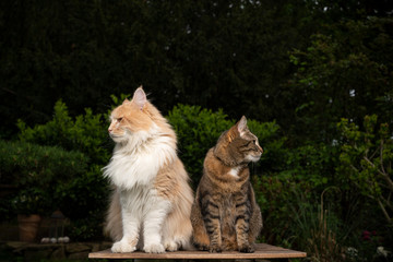 Naklejka na ściany i meble two different breeds of cats sitting side by side on a wooden table outdoors in the garden looking away from each other