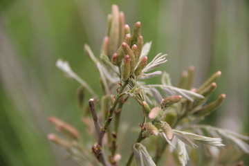 close up of a pine needles
