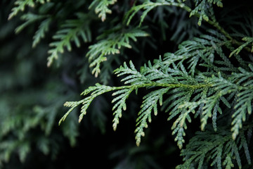 Thuja occidentalis 'Brabant' 