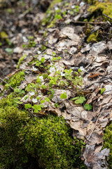 an edible mushroom of the Morel genus .Morels grow in spring in forests, parks, gardens, and steppes.Spring forest.