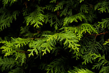 Thuja occidentalis 'Brabant' 