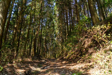 Obraz premium Footpath go in through a Cedar’s forest in Fukuoka prefecture, JAPAN.