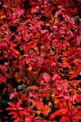 Cotoneáster lucídus Cotoneaster red leaf autumn
