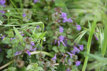purple flowers in the garden