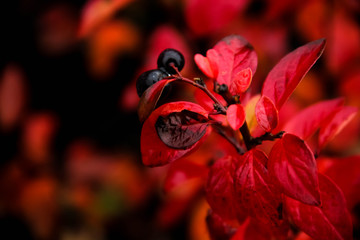 Cotone&aacute;ster luc&iacute;dus Cotoneaster red leaf autumn
