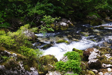 Naklejka na ściany i meble A creek in the forest
