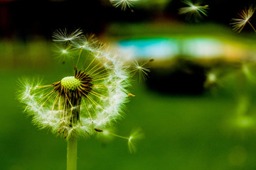 dandelion seeds on green