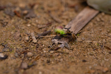 Adanson’s House Jumper caught a caterpillar in a garden.