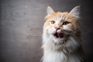 hungry maine coon cat licking lips portrait on gray background