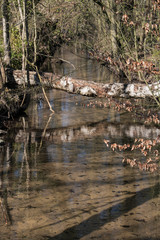 Holz Birke Brücke Bach