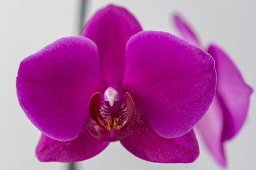 Orchidee Nahaufnahme einer pinken Blüte