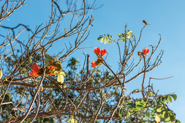 blue sky and flowers