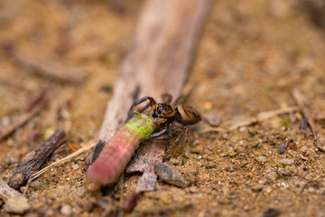 Adanson’s House Jumper caught a caterpillar in a garden.