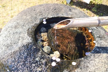 つくばい　水鉢　風景　春　杤木