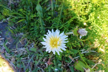 白いたんぽぽ　花　春　風景