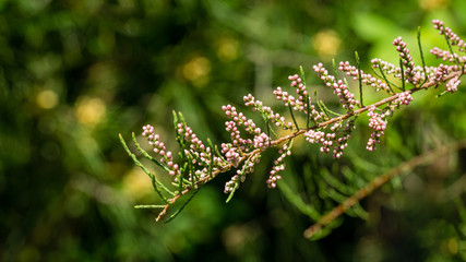 Blooming Tamarix tetrandra or Four Stamen Tamarisk with very fine pink flowers. Perfect gentle natural concept for spring design background. Place for your text. Selective focus