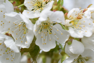 Kwitnące drzewo czereśniowe © sylandi