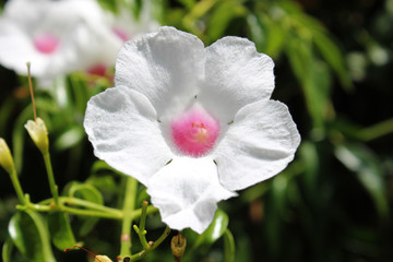 Fototapeta na wymiar Flores de Bignonia blanca (Pandorea jasminoides)