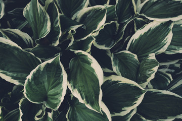 View From Above On Hosta Leaves