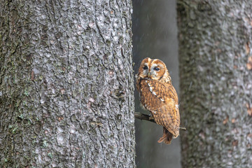 Tawny owl is sitting on a tree branch between two trees