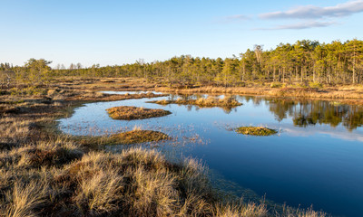 Nice landscape with evening and sunset over the bog lake, crystal clear lake and peat island in the lake and bog vegetation, bog pine in the background.