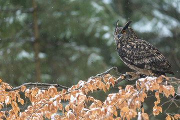 Brown owl is sitting on the snowy tree branch
