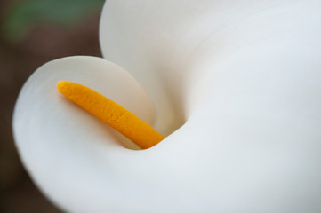 white lily on a black background