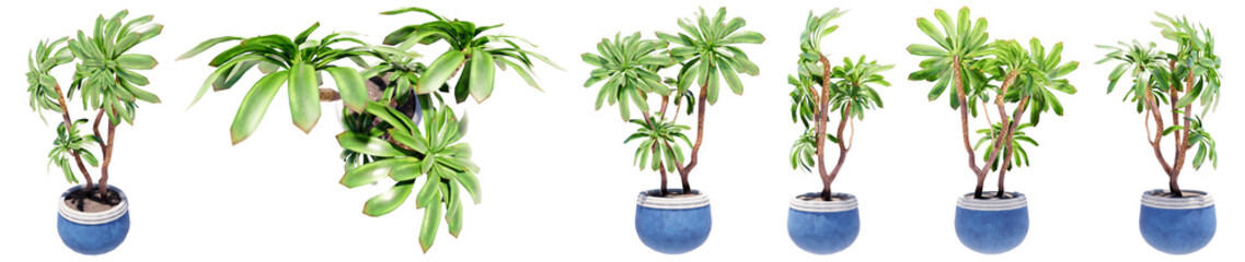 Set or collection of beautiful green interior plants isolated on white background. Concept or conceptual 3d illustration for nature and ecology, beauty and gardening, spring or summer