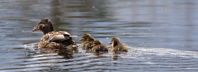 Mallard duck with chicks