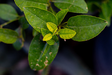 Plantas verdes