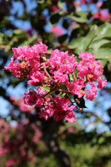 Flores rosas del árbol de Júpiter. También llamado Lagerstroemia indica (espumilla, lila de las Indias, lila del sur, crespón, crepe myrtle)