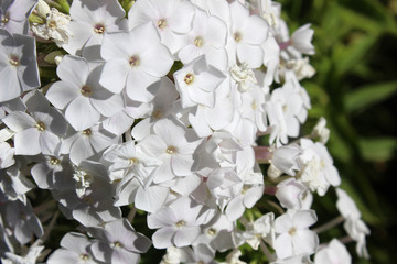 Flores blancas. Su nombre científico es Phlox paniculata o Flox paniculada
