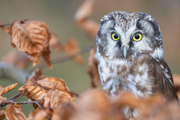 Cute boreal owl  is sitting on the tree branch closeup