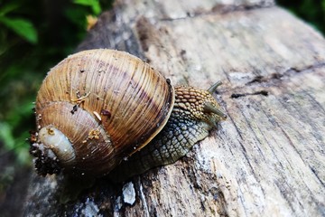 secretion of snail mucus. Snail in the wild.  Breeding of snails. Growing snails